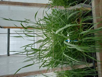 Click for 2 image(s) for this accession.